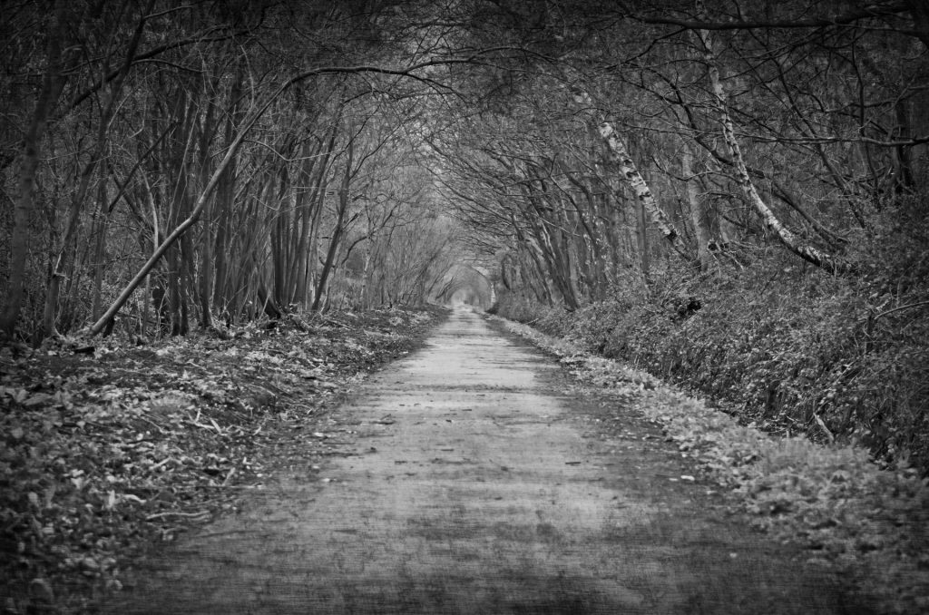 photo shows a desolate road surrounded by trees

