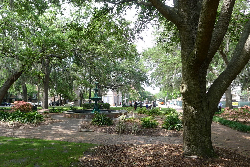 photo shows a large oak tree in a city square with a fountain in the distance. 