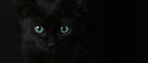 photo shows a black cat with blue eyes on a black background