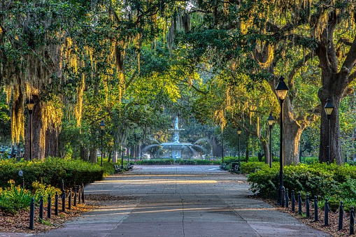 photo shows sunrise coming in through spanish moss on trees lining a walkway