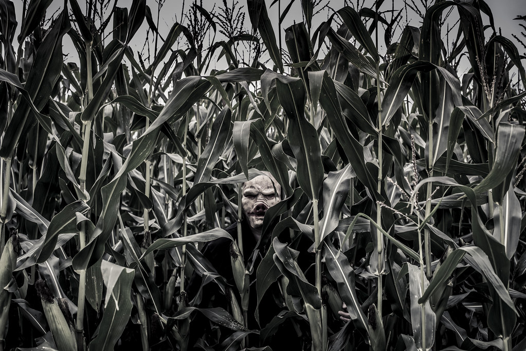 photo shows a scary mask sitting on a stalk in a cornfield