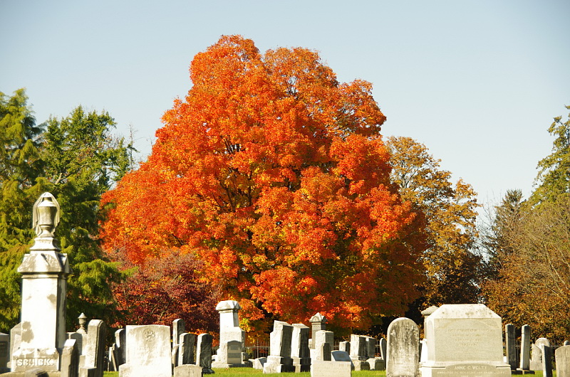 photo shows an orange tree surrounded by old tombstones