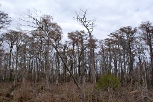 Image shows a row of trees swinging under a gray sky.