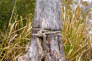 Image shows the bottom half of a tree trunk with a thick rope tied around it. 