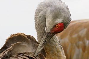 photo shows a sandhill crane, with red flesh surrounding its eyes