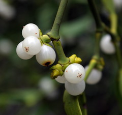 close up photo of a mistletoe berry