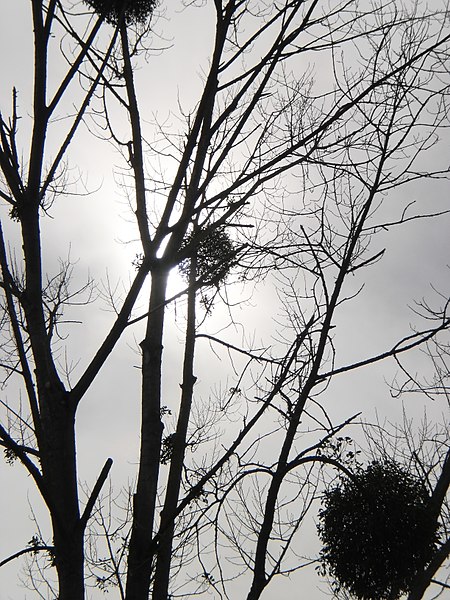 mistletoe is shown hanging on treetops