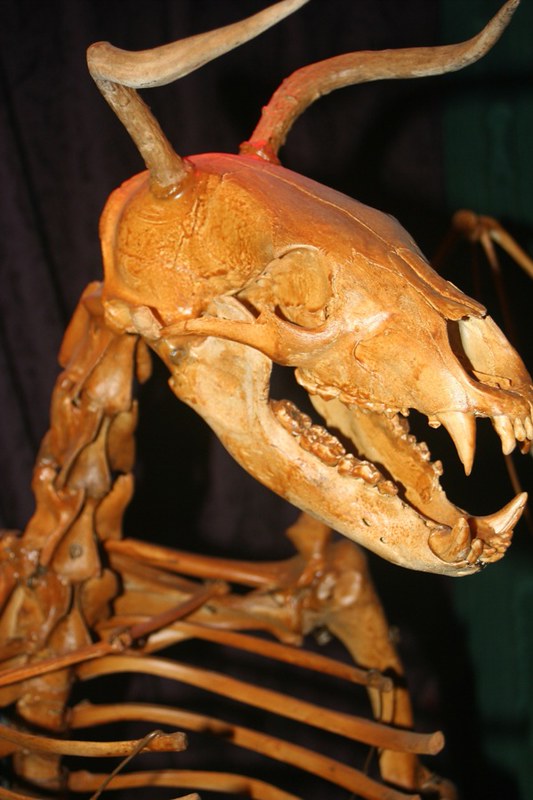 The skeleton of a creature with a long skull and horns. It's believed to be the Jersey Devil