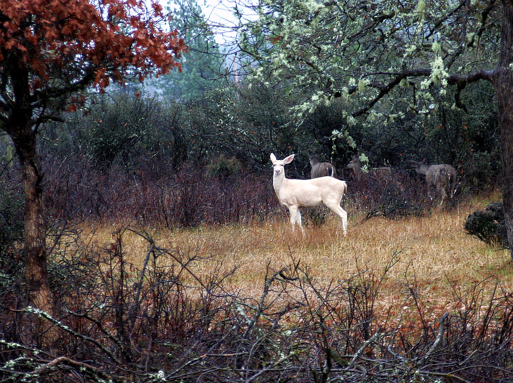 A white doe standing in a beautiful field