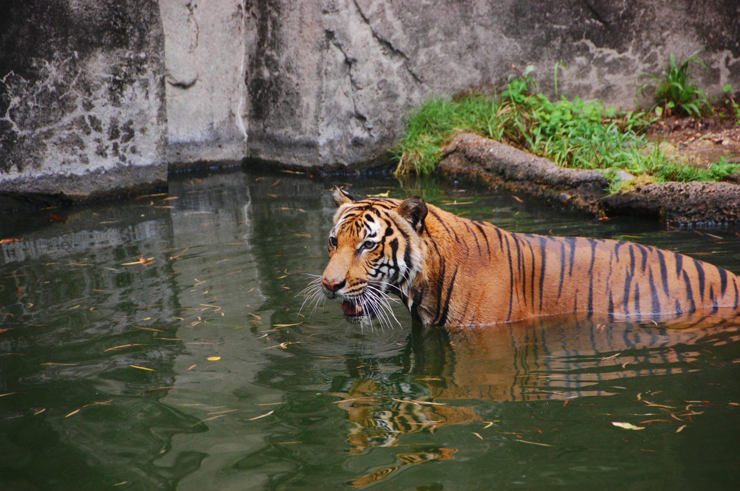 A large tiger wading in water